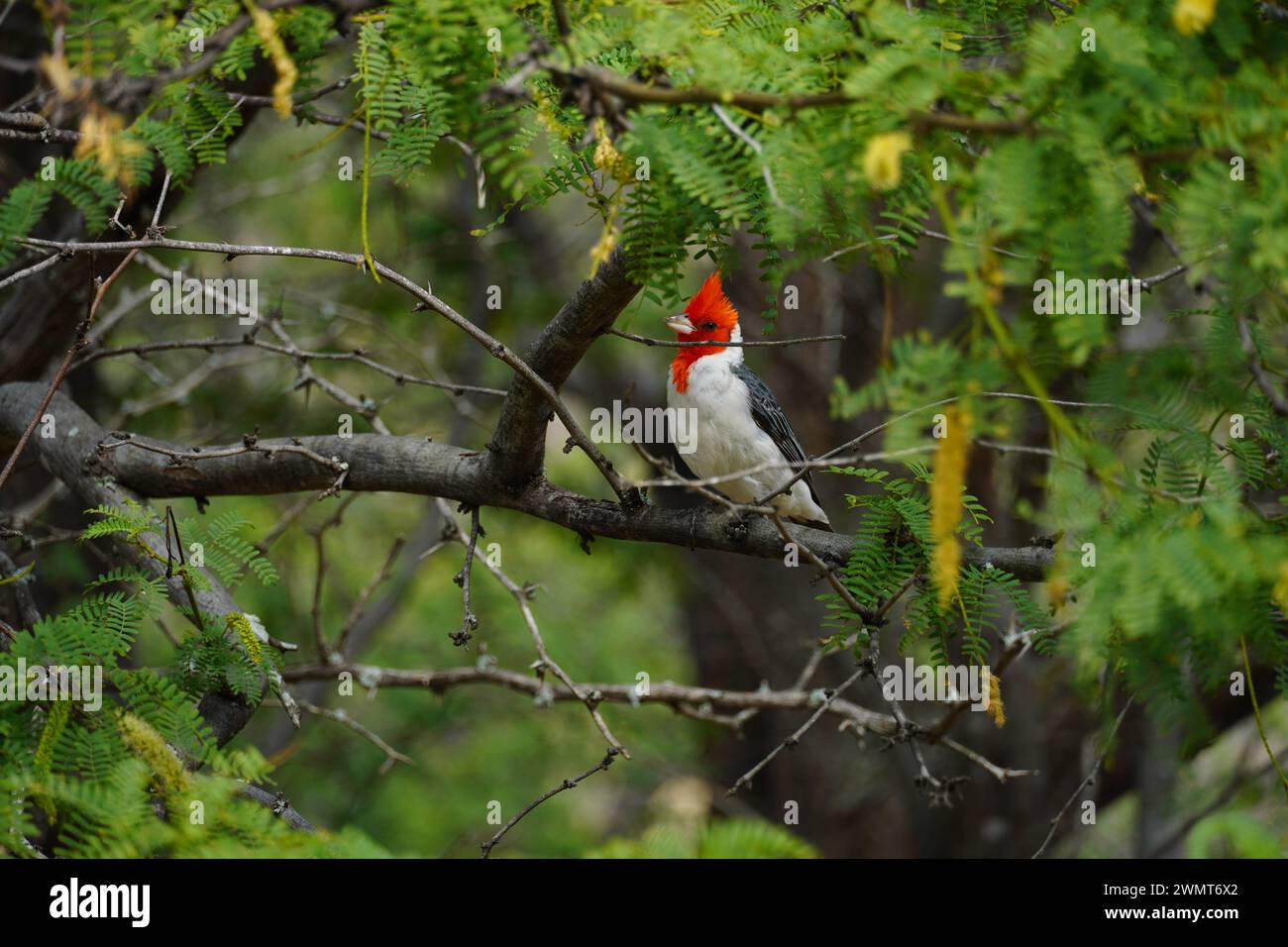 Uccelli selvatici | Ave en la naturaleza Foto Stock