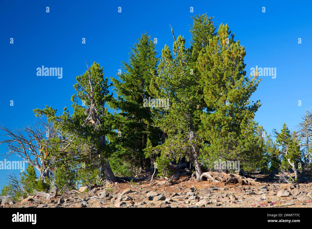 Whitebark pine lungo Tam McArthur Rim Trail, tre sorelle deserto Deschutes National Forest, Oregon Foto Stock