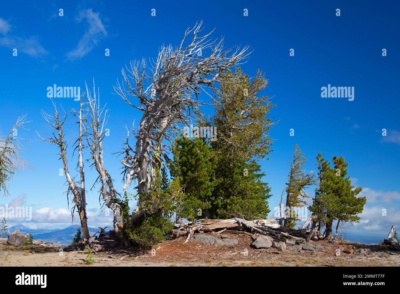 Whitebark pine lungo Tam McArthur Rim Trail, tre sorelle deserto Deschutes National Forest, Oregon Foto Stock