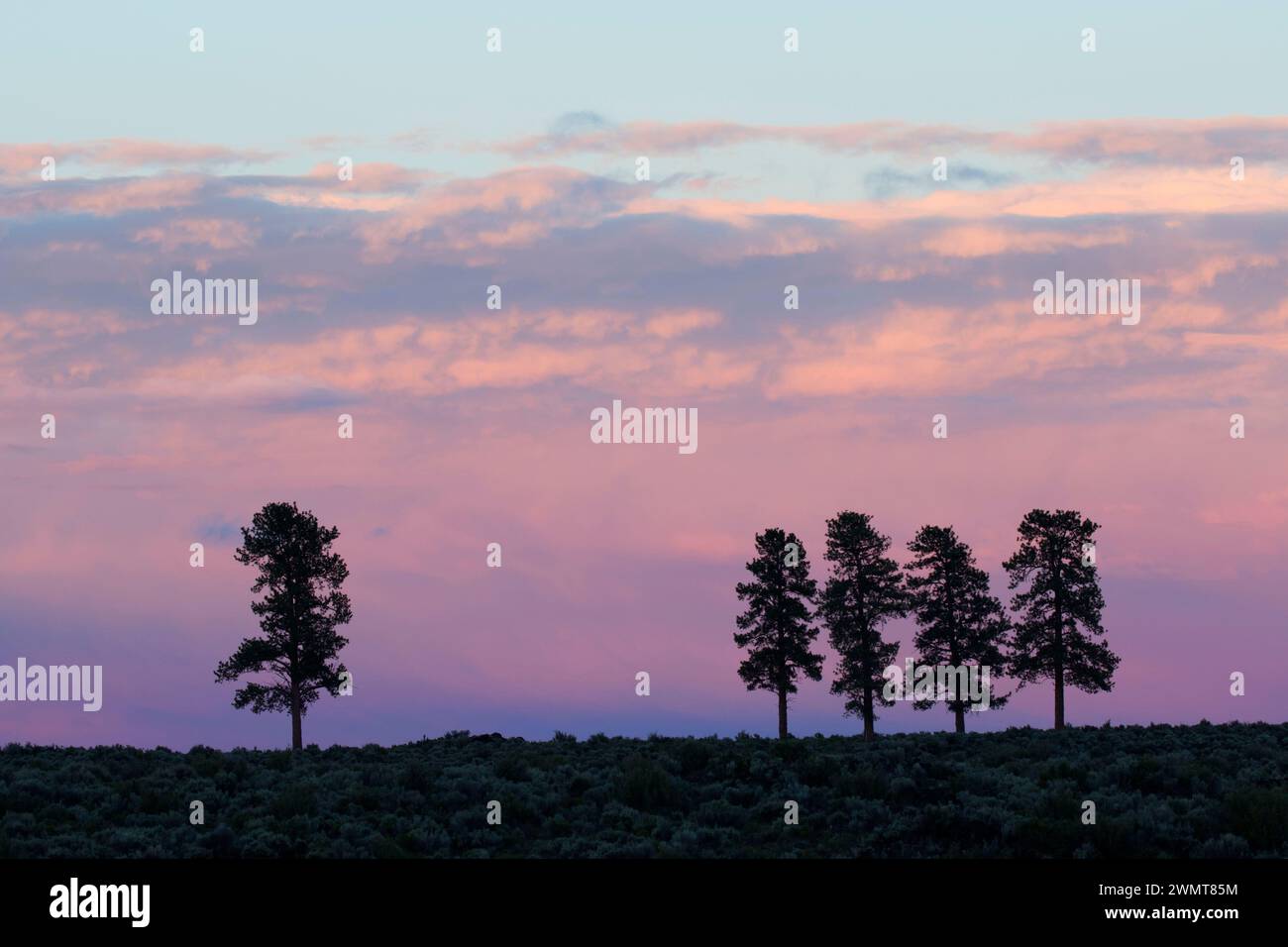 Ponderosa Pine al tramonto vicino alla cabina Lago, Deschutes National Forest, Oregon Foto Stock