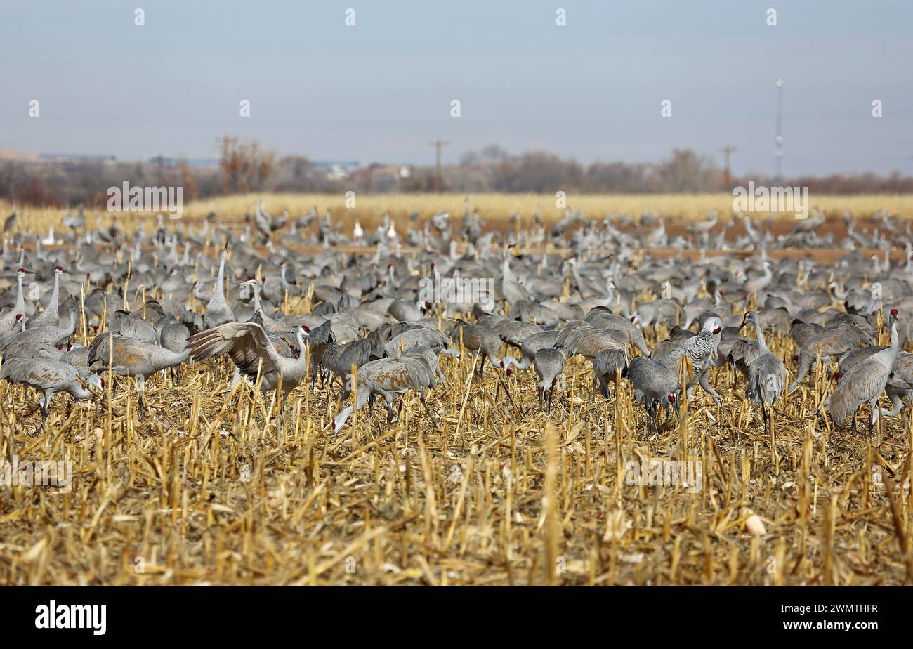 The Cranes - Bosque del Apache National Wildlife Refuge, New Mexico Foto Stock