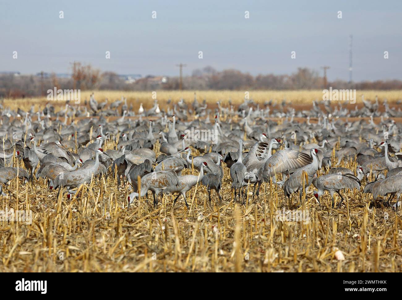 The Wild Cranes - Bosque del Apache National Wildlife Refuge, New Mexico Foto Stock