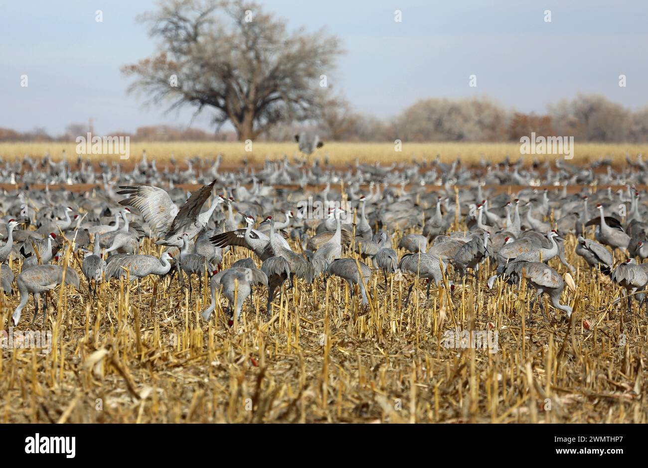 Cranes Fighting - Bosque del Apache National Wildlife Refuge, New Mexico Foto Stock