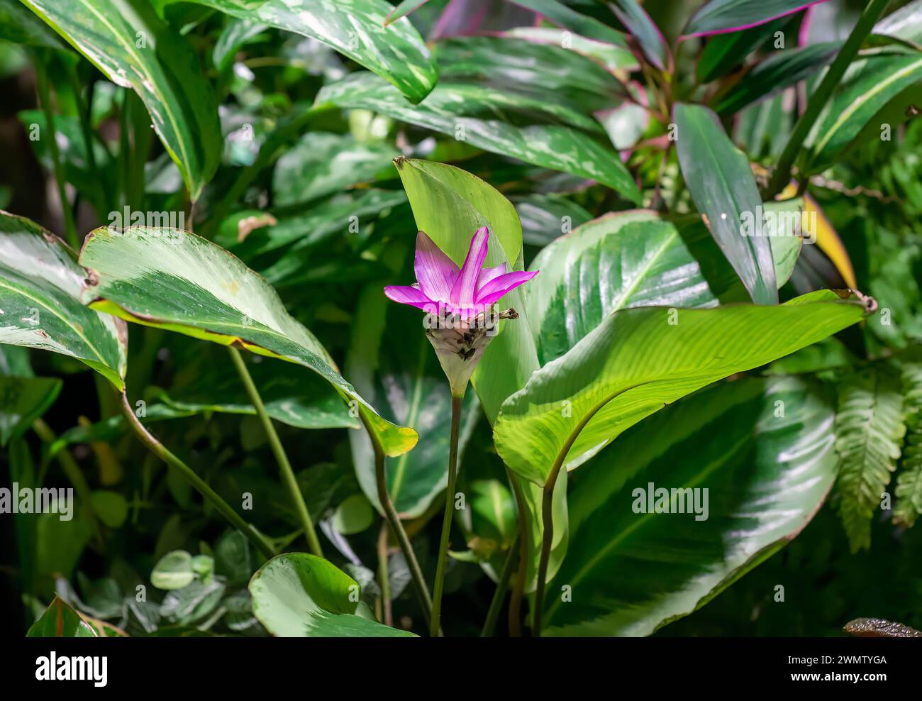 Curcuma alismatifolia Siam tulipano o fiore di tulipano estivo Foto Stock