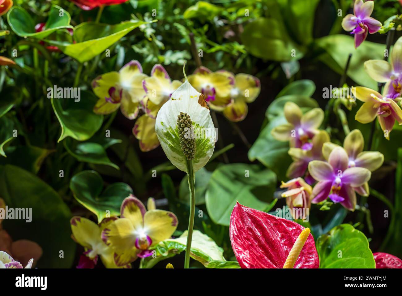 Spathiphyllum cochlearispathum comunemente chiamato giglio di pace che cresce in Vietnam Foto Stock