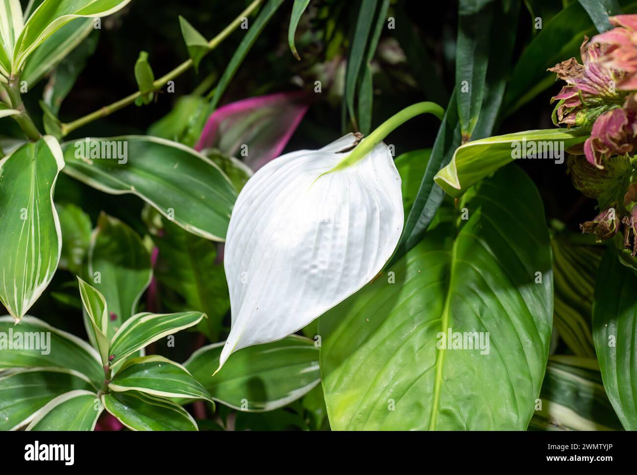 Spathiphyllum cochlearispathum comunemente chiamato giglio di pace che cresce in Vietnam Foto Stock