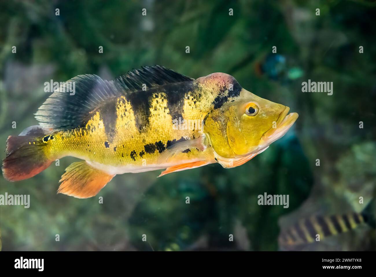 Cichla ocellaris, conosciuta come la farfalla di pavone in acquario Foto Stock
