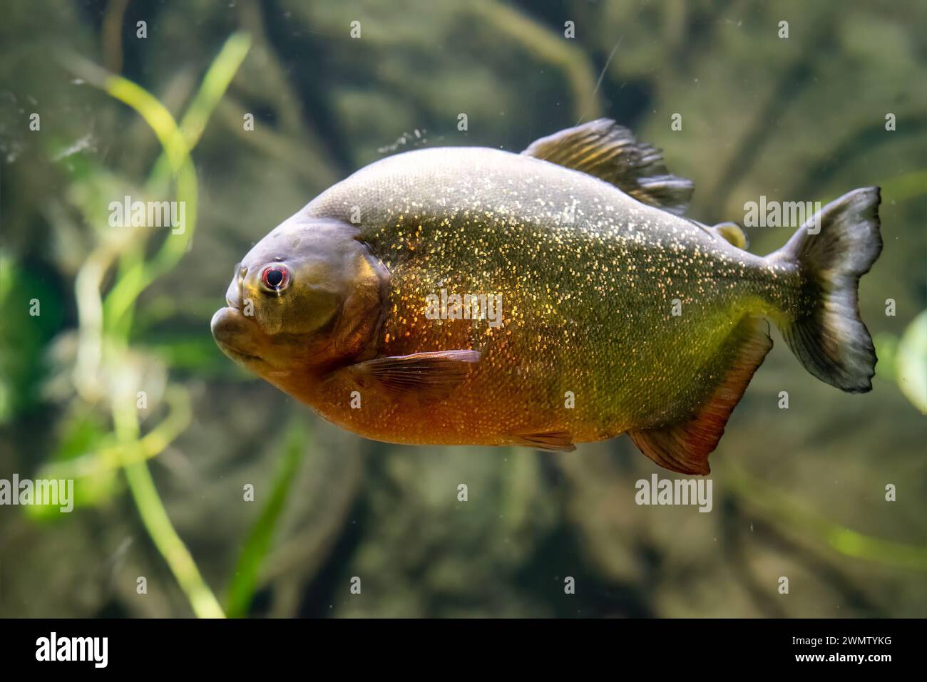 Piranha dal panciotto rosso noto anche come piranha rosso (Pygocentrus nattereri) Foto Stock