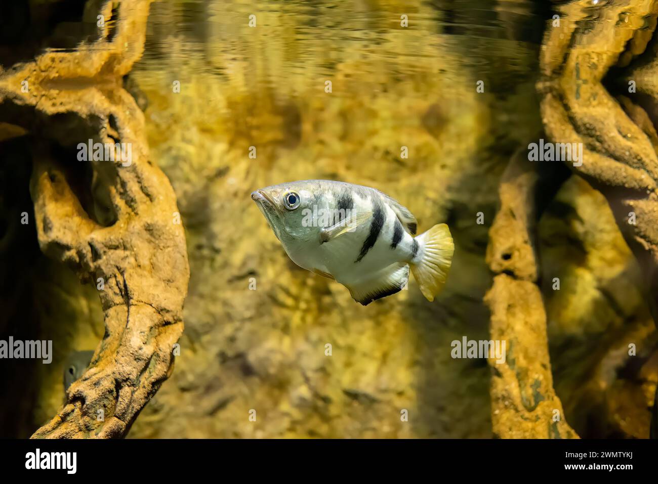 Il pesce arcaico a fasce (Toxotes jaculatrix) o l'acqua salmastra perciforme Foto Stock