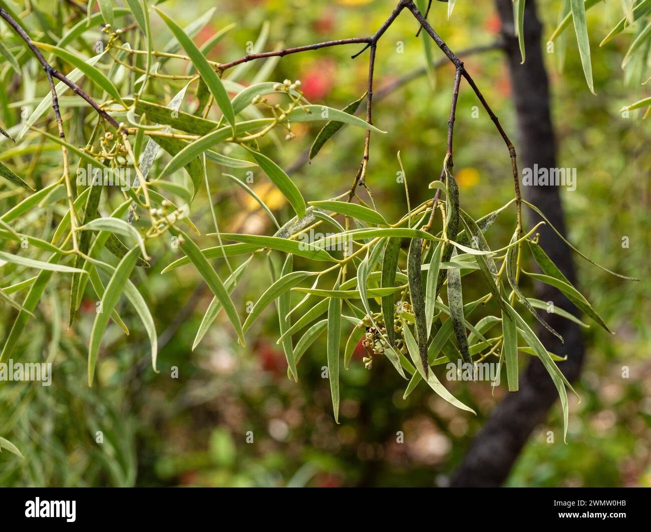 Foglie verdi dell'albero di quandong, pianta nativa australiana Foto Stock