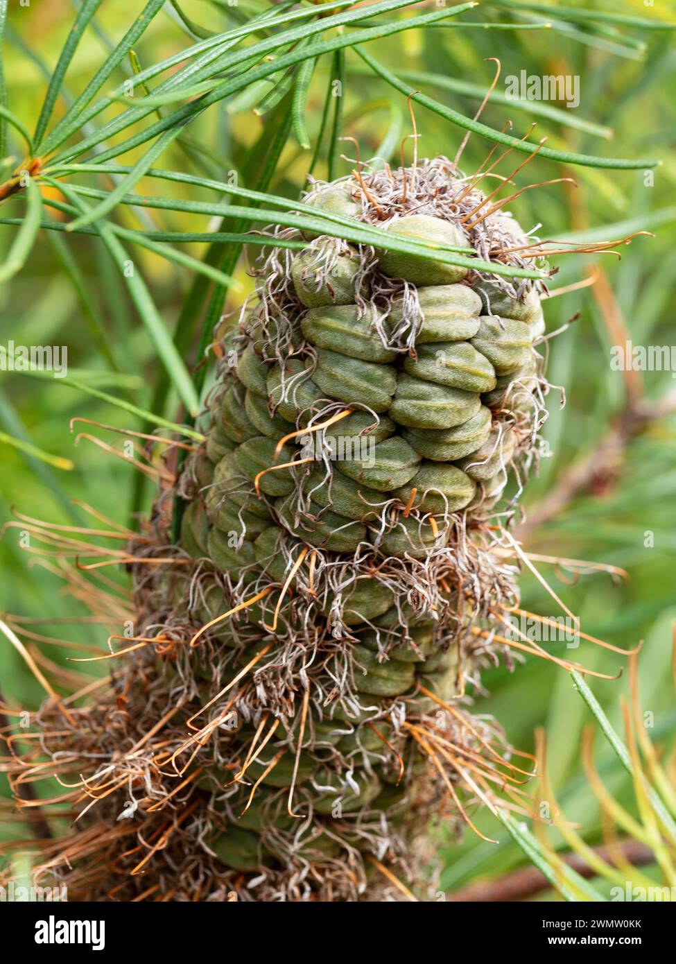 Punta di fiori di Banksia marrone ed essiccato con cialde di semi verdi Foto Stock