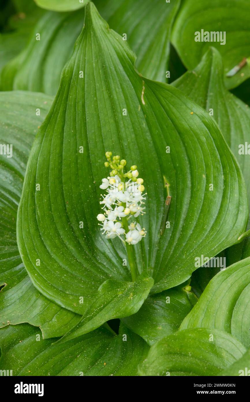 Wild il giglio della valle (Maianthemum canadensis) in Bloom, Samuel H Boardman parco statale, Oregon Foto Stock