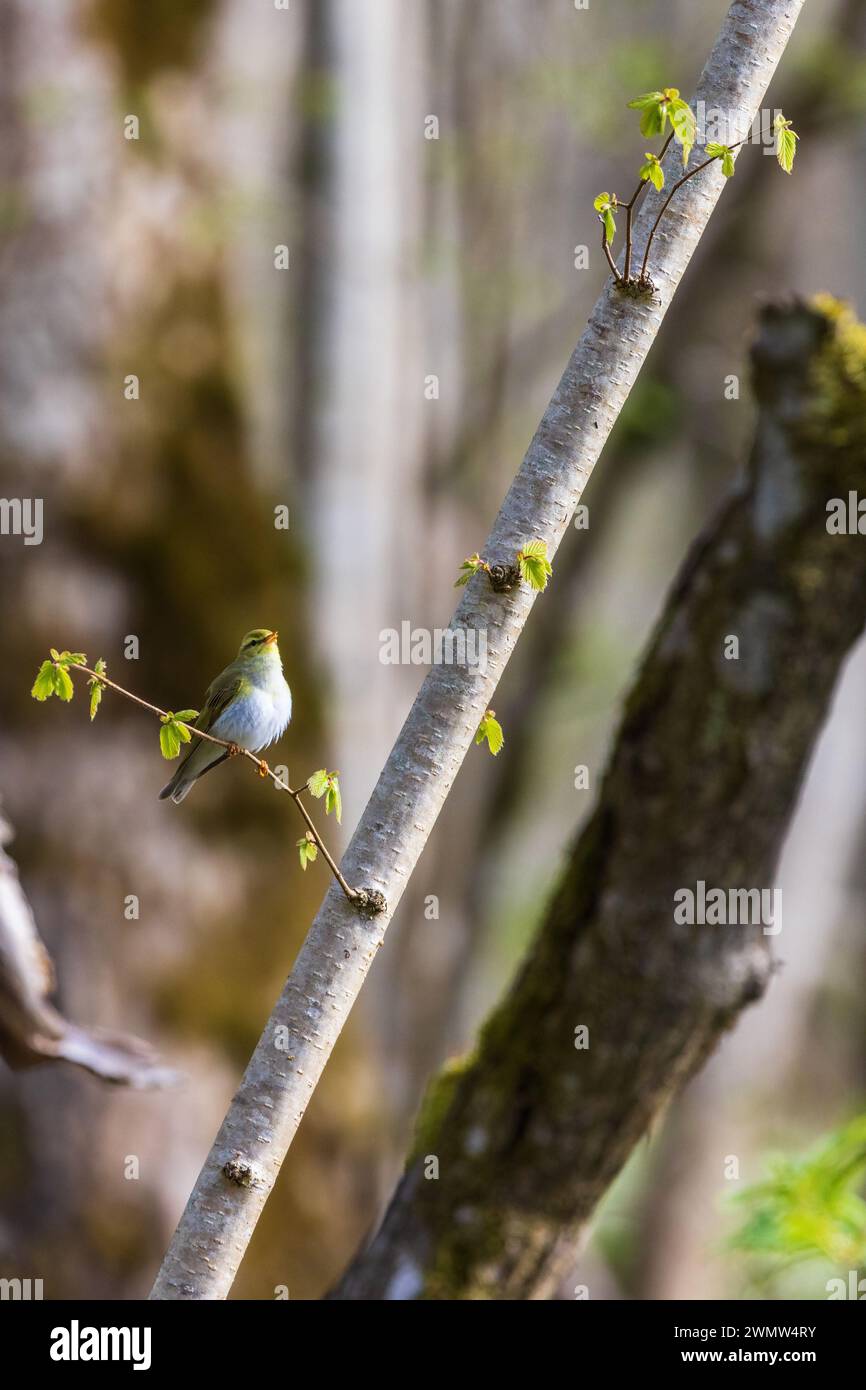 Parula di Willow cantata in primavera Foto Stock