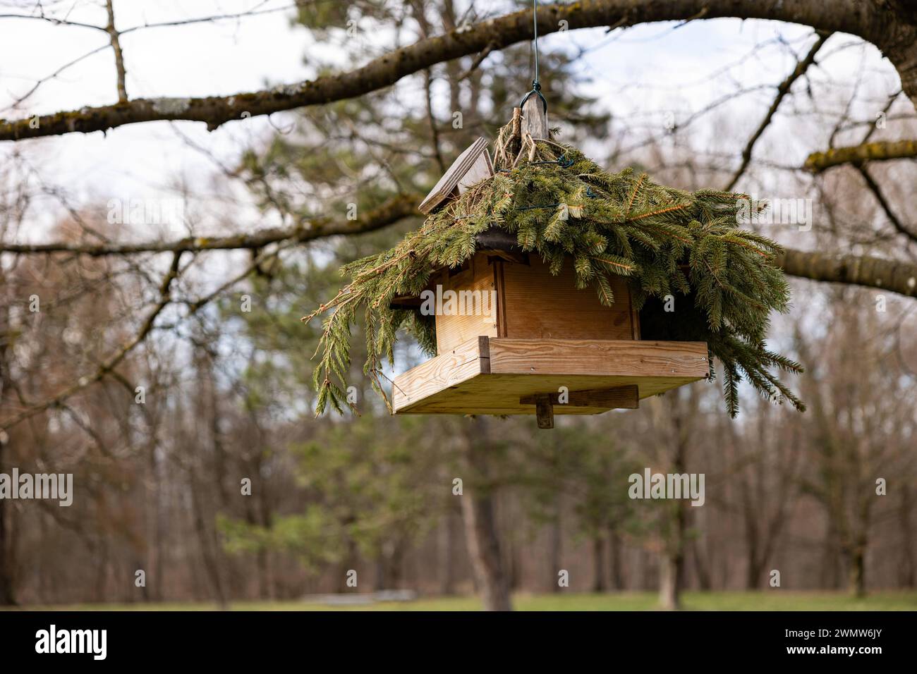 Ende des Winters / Anfang des Frühlings a München Vogelhäuschen. February uarwetter: Die ersten Blumen blühen und die ersten Knospen sprießen im Englischen Garten in München. - Bird Box. Tempo di febbraio: I primi fiori fioriscono e le prime gemme germogliano nel Giardino inglese, a Monaco, Germania. München Bayern Deutschland Copyright: XAlexanderxPohlx Foto Stock