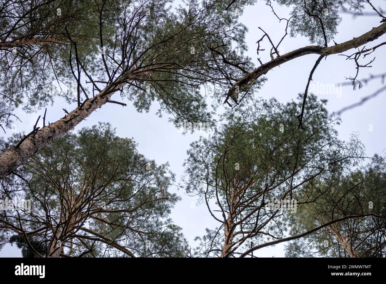 I rami del pino sono diretti verso il cielo Foto Stock