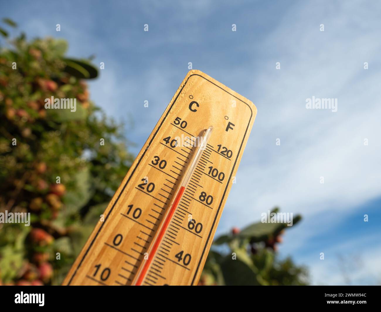 Termometro in legno con liquido di misurazione rosso che mostra temperature elevate nelle giornate di sole sullo sfondo dei frutti del cactus Prickly. Concetto di c. Climatica Foto Stock