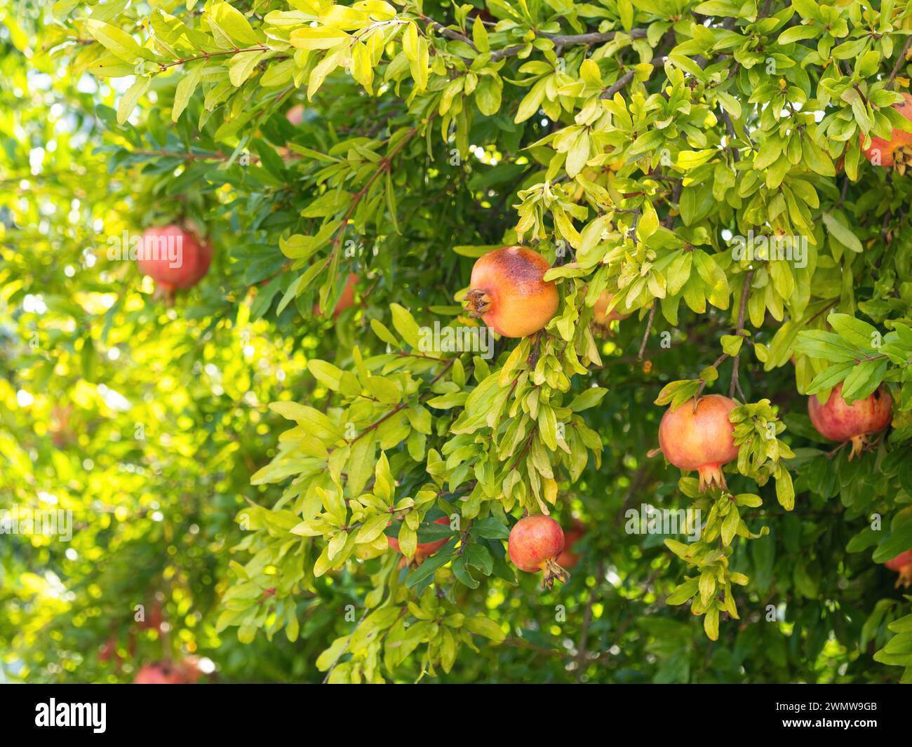 Il melograno rosso maturo (Punica granatum) cresce sul ramo dell'albero. Mazzo fresco di frutta naturale che cresce nel giardino fatto in casa. Primo piano. Agricoltura biologica, Foto Stock