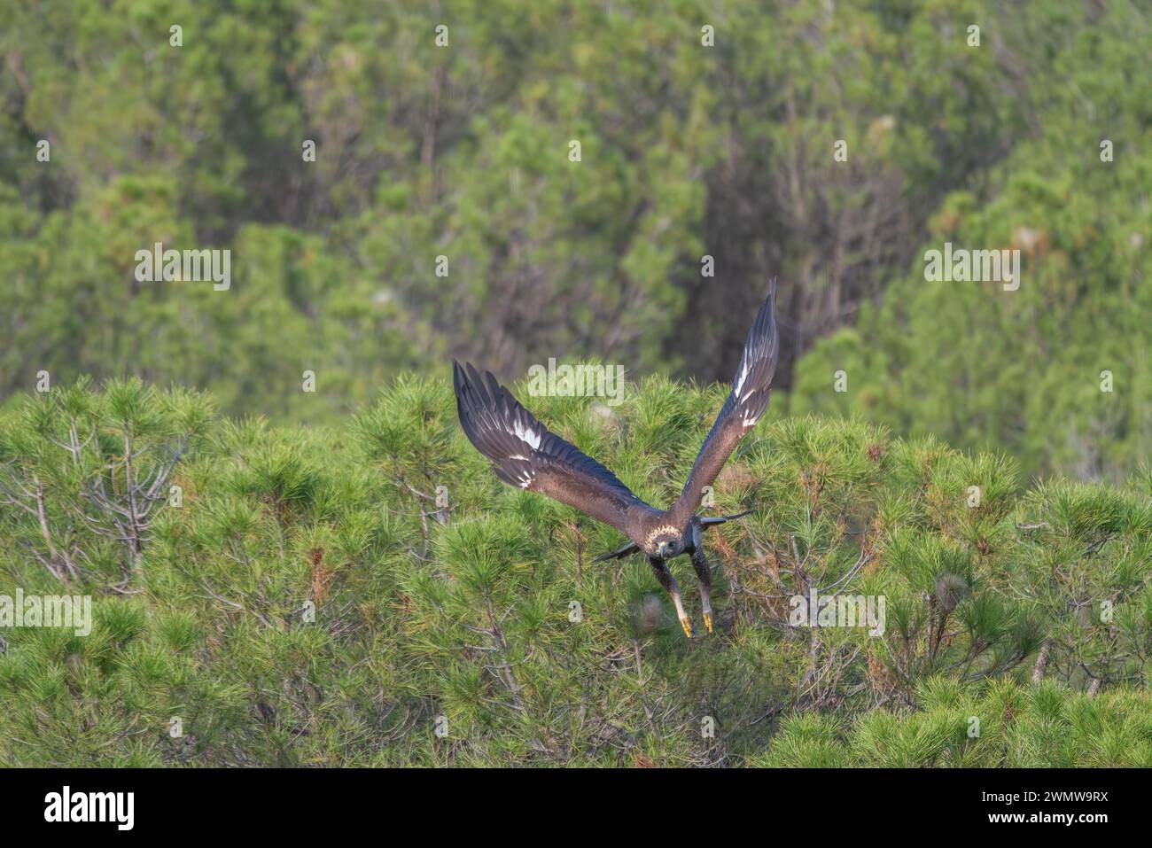 Bellissimo ritratto di un'aquila dorata con ali aperte che iniziano a volare alla ricerca di prede quando era arroccata sui rami di un albero nella foresta Foto Stock