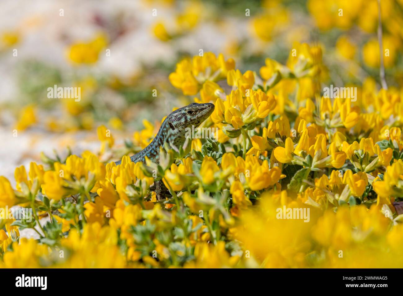 Podarcis hispanicus, Sargantana, Cap Barbaria, Formentera, Isole Pitiusas, Comunità delle Baleari, Spagna Foto Stock