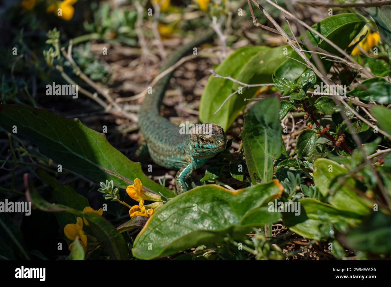 Podarcis hispanicus, Sargantana, Cap Barbaria, Formentera, Isole Pitiusas, Comunità delle Baleari, Spagna Foto Stock