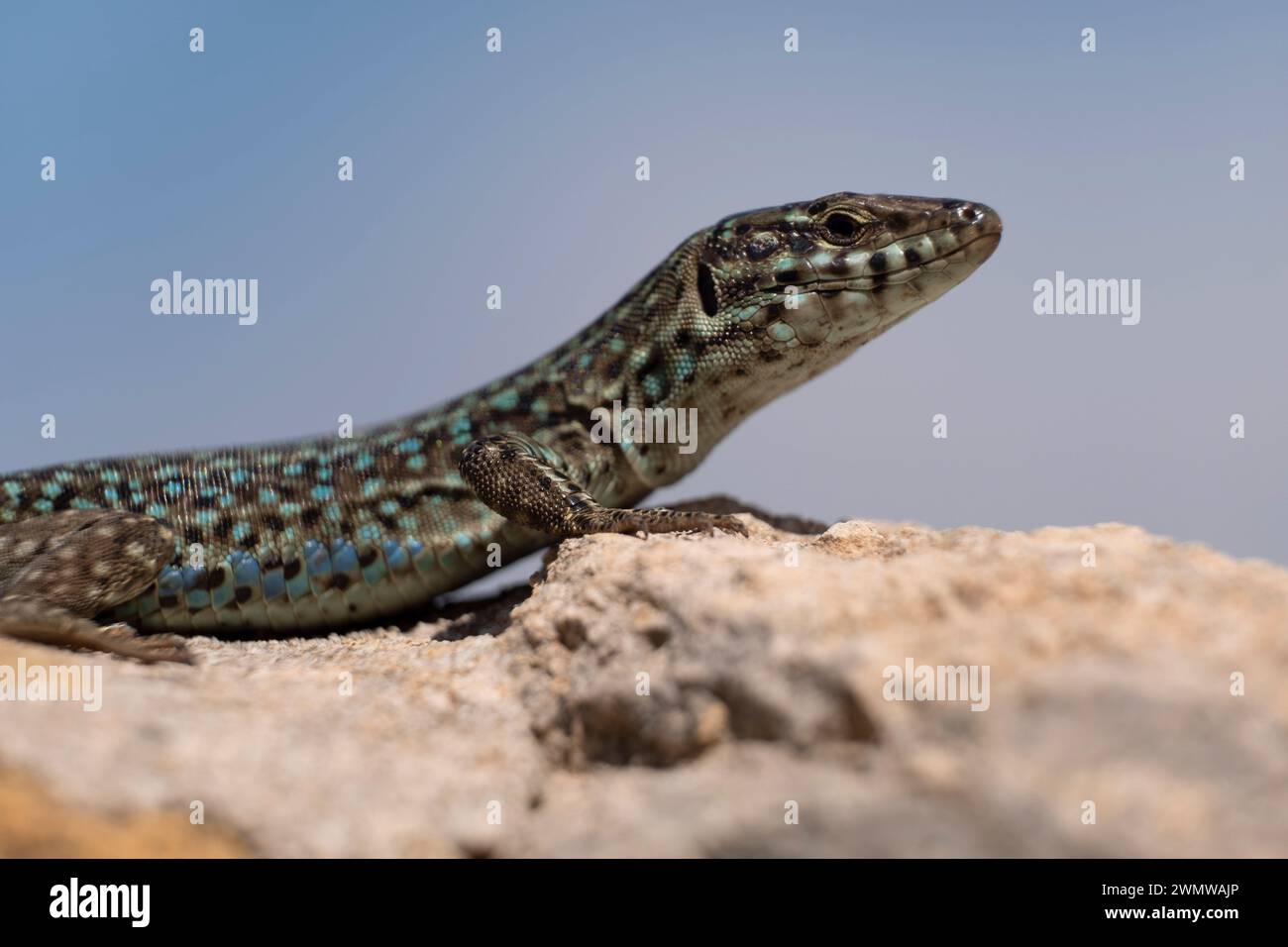 Sargantana su muro di pietra, Podarcis hispanicus, Formentera, Isole Pitiusas, Comunità delle Baleari, Spagna Foto Stock