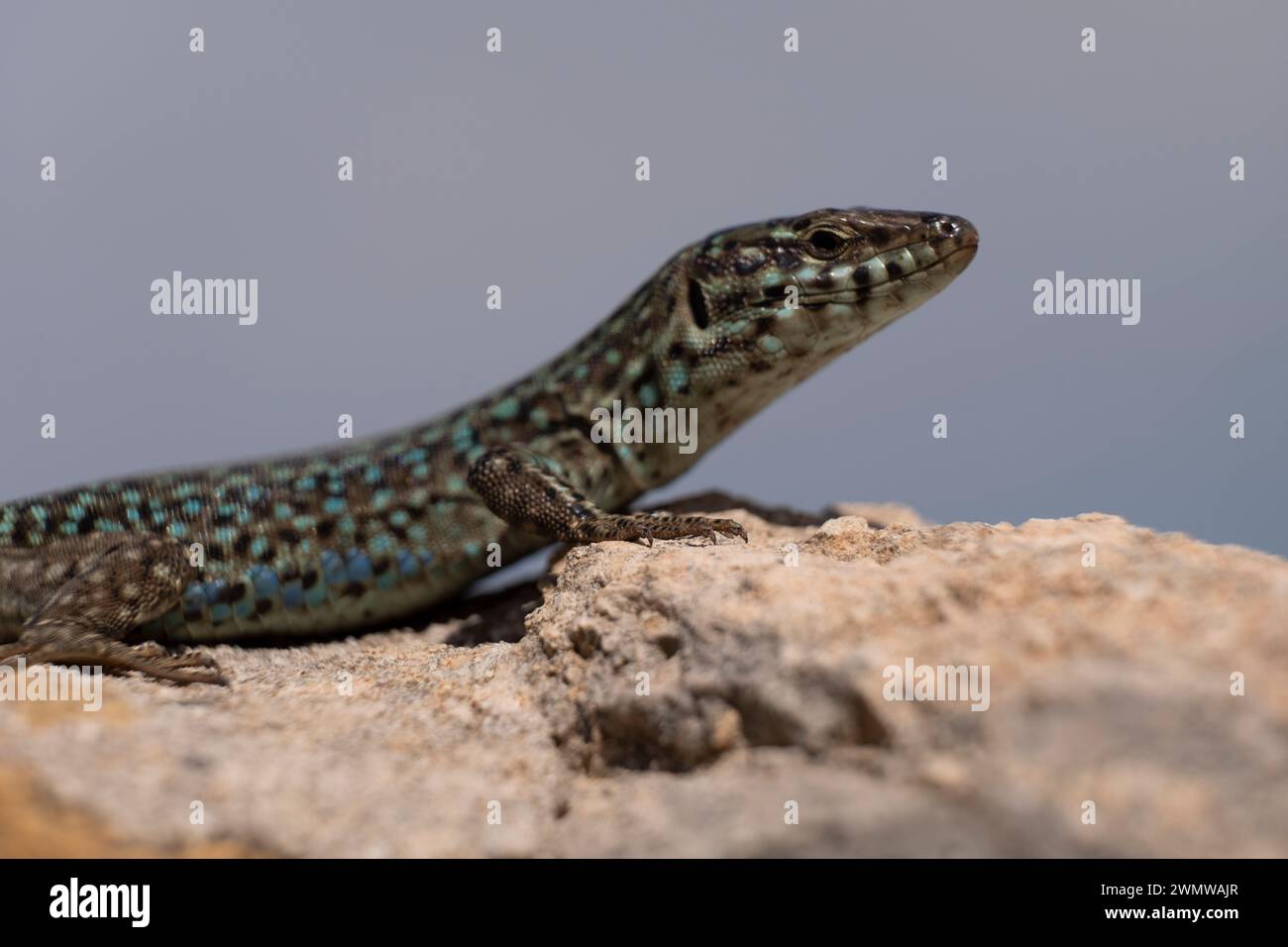 Sargantana su muro di pietra, Podarcis hispanicus, Formentera, Isole Pitiusas, Comunità delle Baleari, Spagna Foto Stock