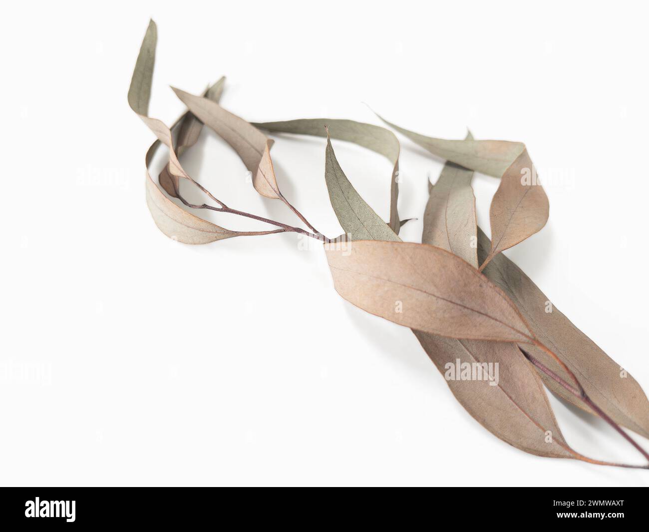 foglie di ramo di eucalipto su sfondo chiaro con ombre. Design minimalista Foto Stock