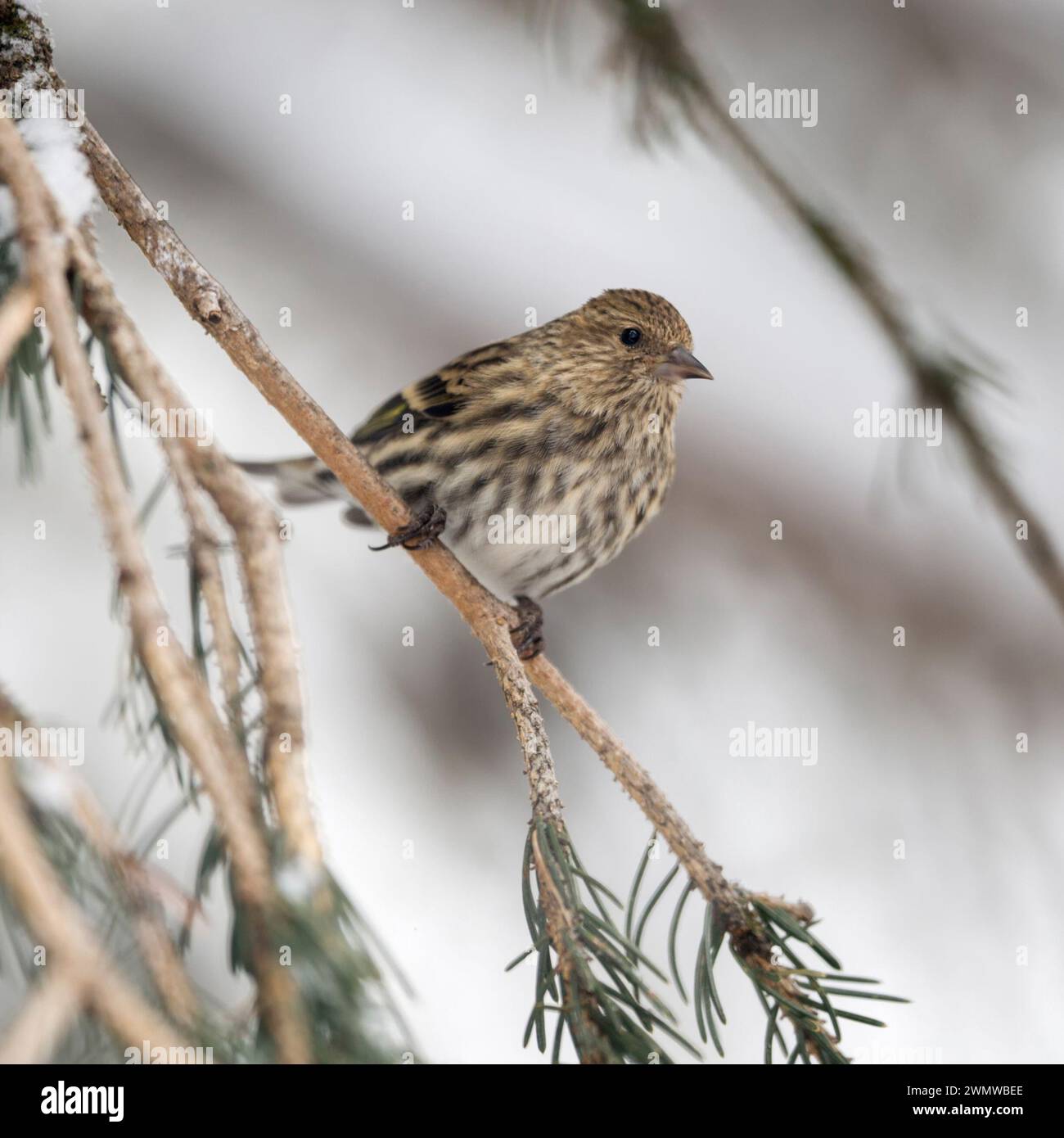 Sino di pino ( Spinus pinus ) arroccato in un albero di conifere innevate, uccello adulto in inverno, songbird, uccello passerino, Yellowstone area, USA. Foto Stock