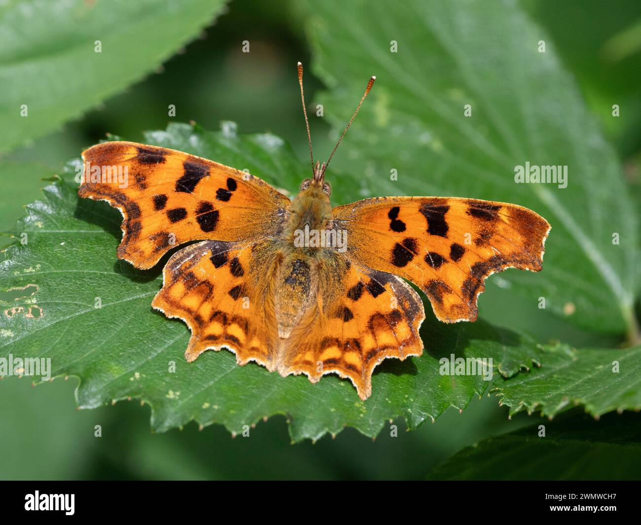 Comma Butterfly (Polygonia c-album) arroccato sulla foglia al sole, Dene Woods, Kent Regno Unito Foto Stock