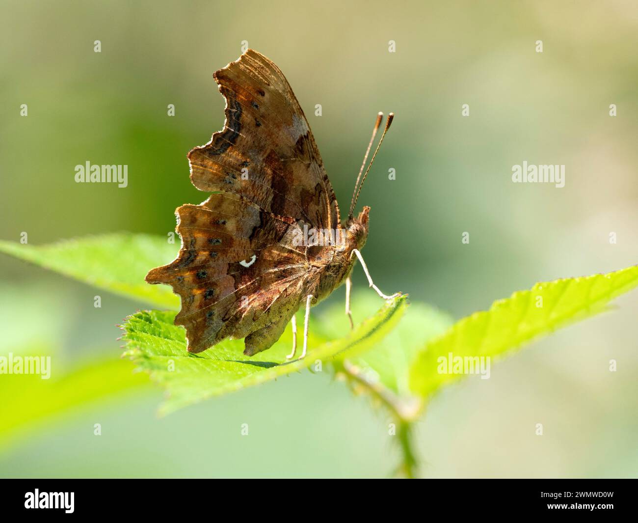 Comma Butterfly (Polygonia c-album) arroccato sulla foglia al sole, Dene Woods, Kent Regno Unito Foto Stock