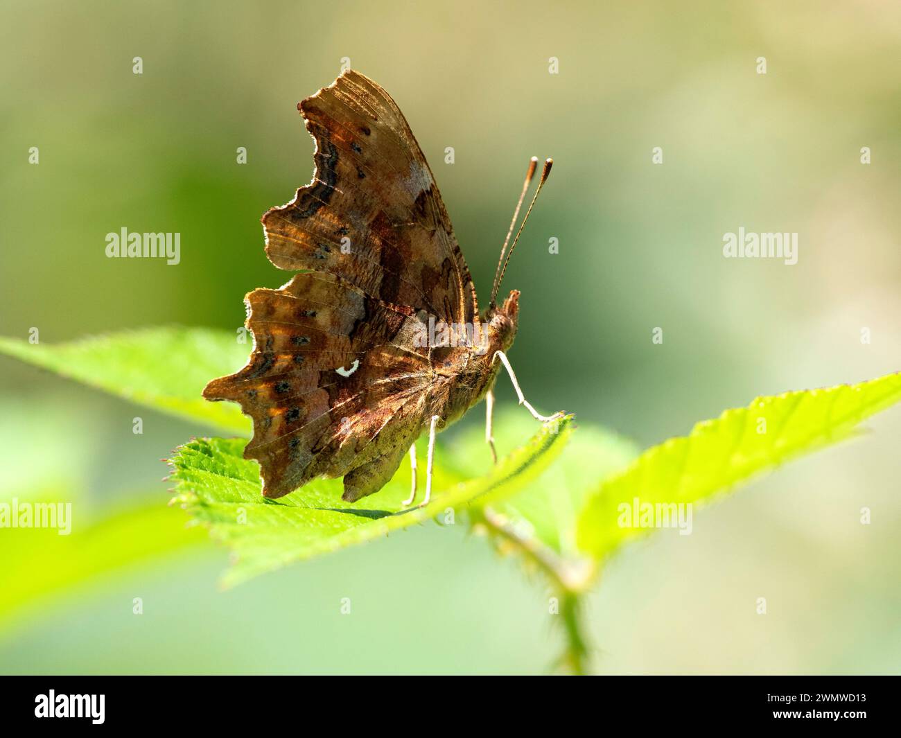 Comma Butterfly (Polygonia c-album) arroccato sulla foglia al sole, Dene Woods, Kent Regno Unito Foto Stock