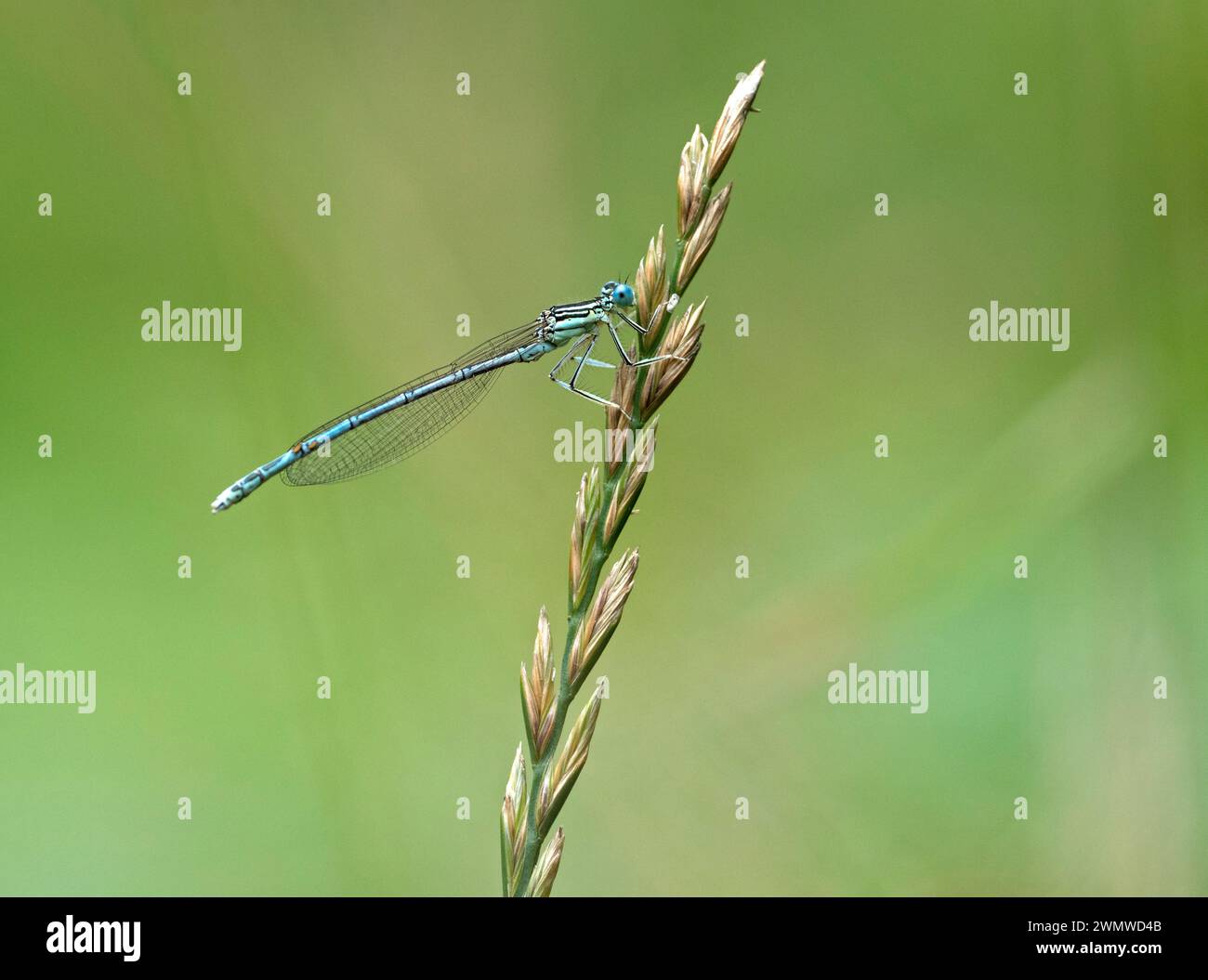 Common Blue Damselfly (Enallagma cyathigerum) femmina, Dene Woods, Kent Regno Unito Foto Stock