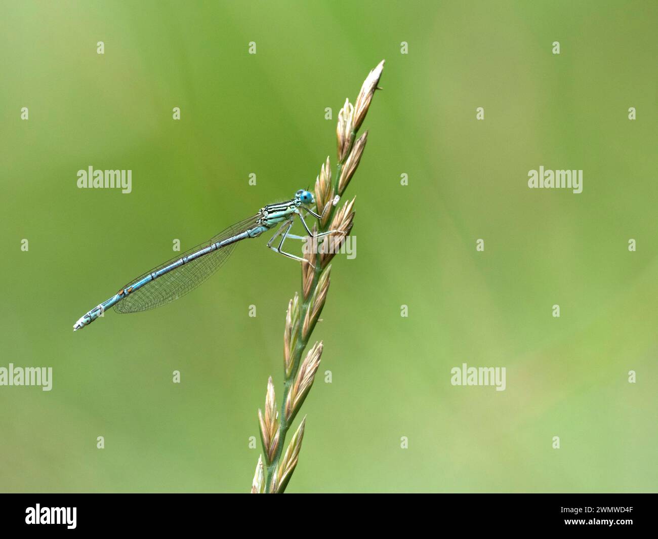 Common Blue Damselfly (Enallagma cyathigerum) femmina, Dene Woods, Kent Regno Unito Foto Stock