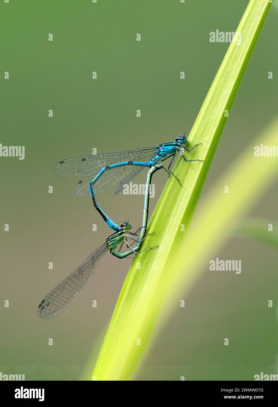Azure Damselfly Pair Mating (Coenagrion puella) Dene Woods, Kent Regno Unito Foto Stock