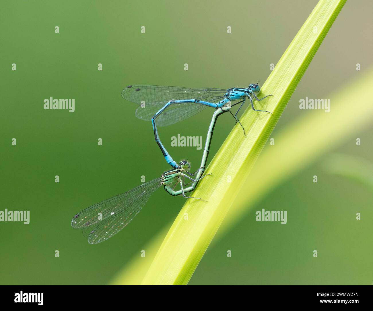 Azure Damselfly Pair Mating (Coenagrion puella) Dene Woods, Kent Regno Unito Foto Stock