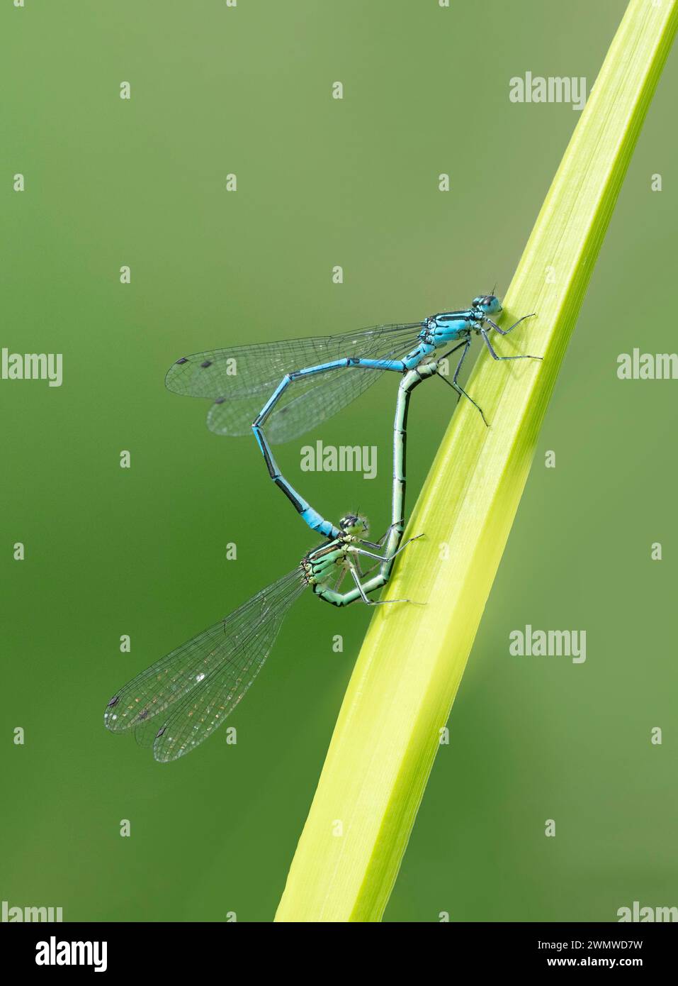 Azure Damselfly Pair Mating (Coenagrion puella) Dene Woods, Kent Regno Unito Foto Stock