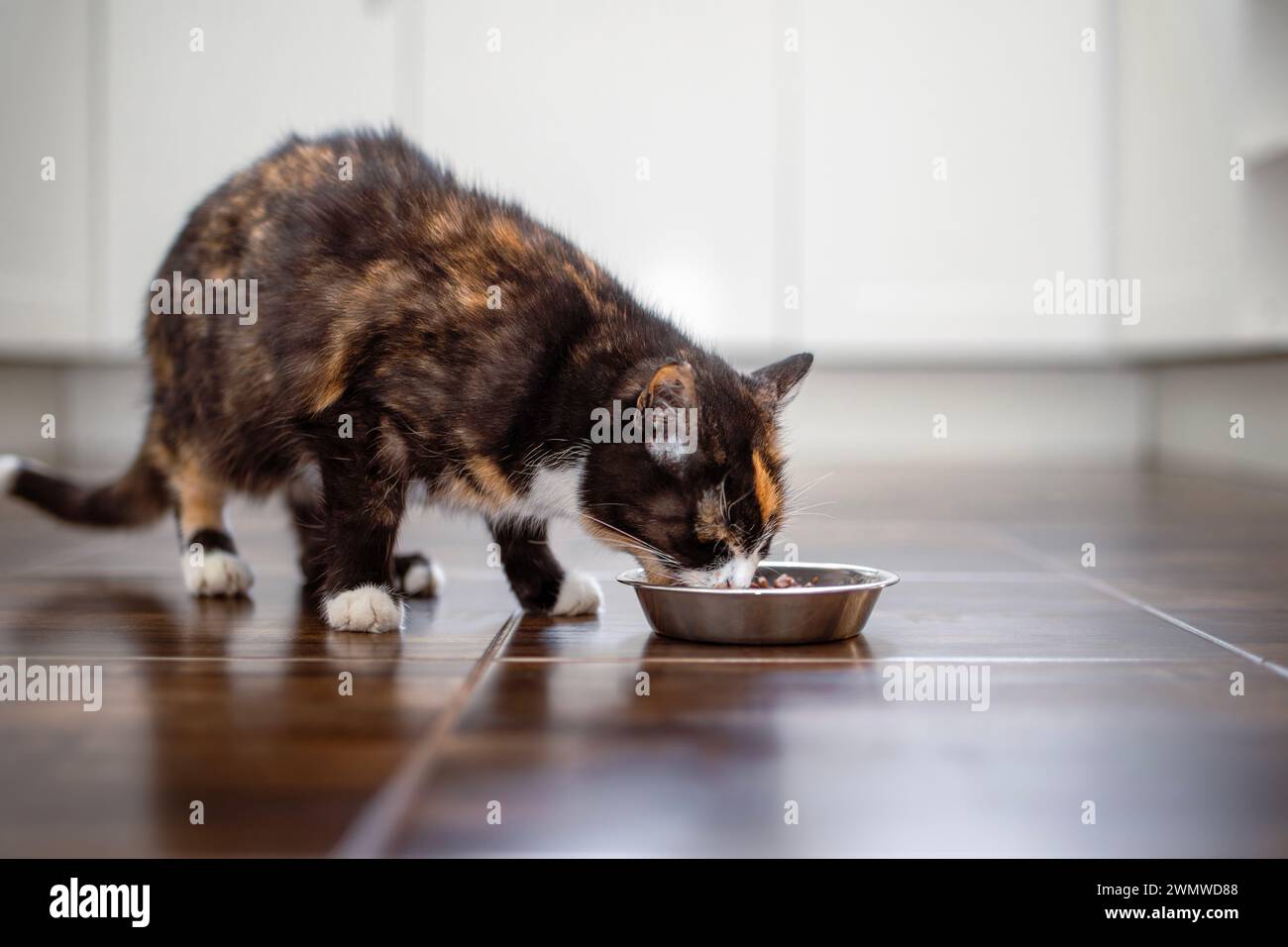 Un gatto carino affamato che mangia dalla ciotola di metallo a casa in cucina. Vita domestica con animali domestici. Foto Stock