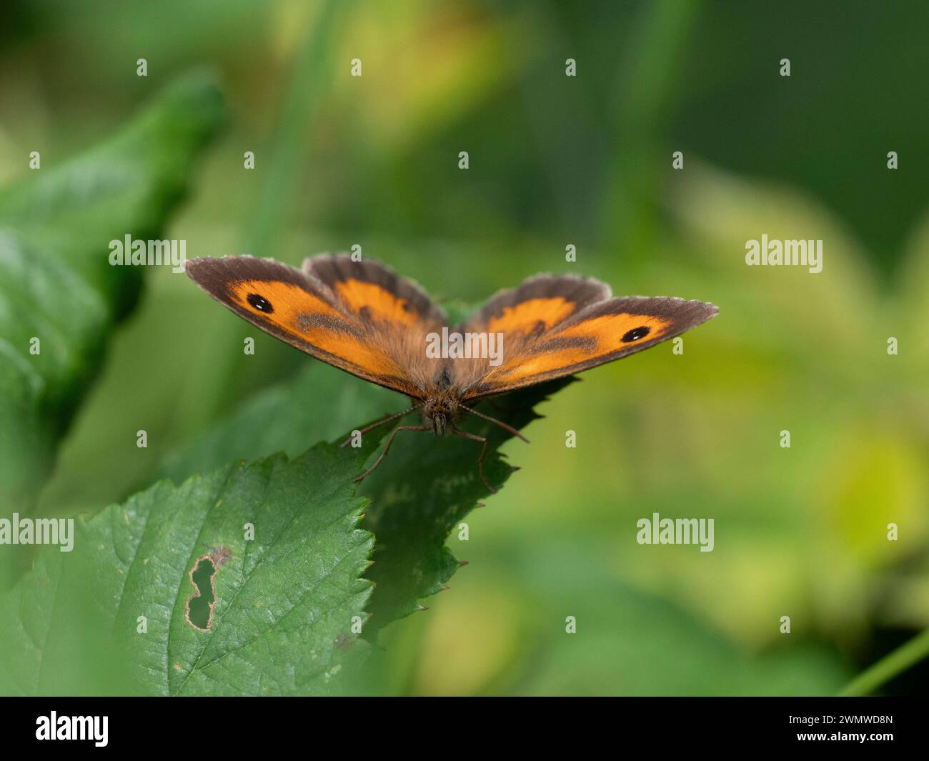 Gatekeeper Butterfly (Pyronia tithonus) Dene Woods, Kent Regno Unito Foto Stock