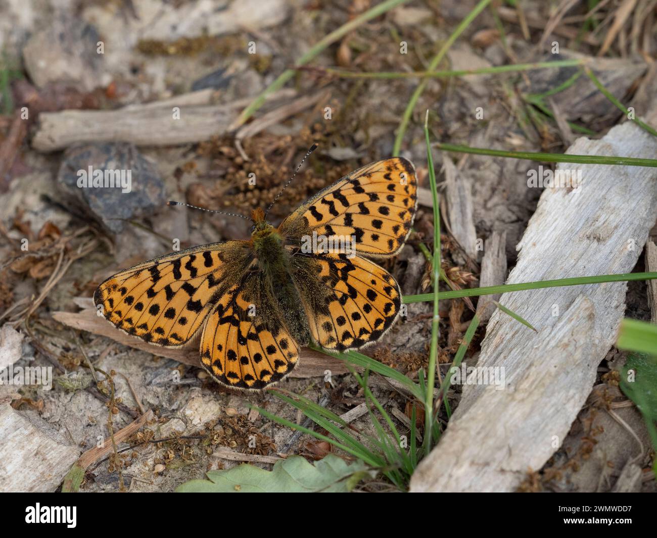 Perla confinava con la farfalla Fritillaria (Clossiana euphrosyne) a terra Abbot's Wood, East Sussex, UK, Endangered Foto Stock