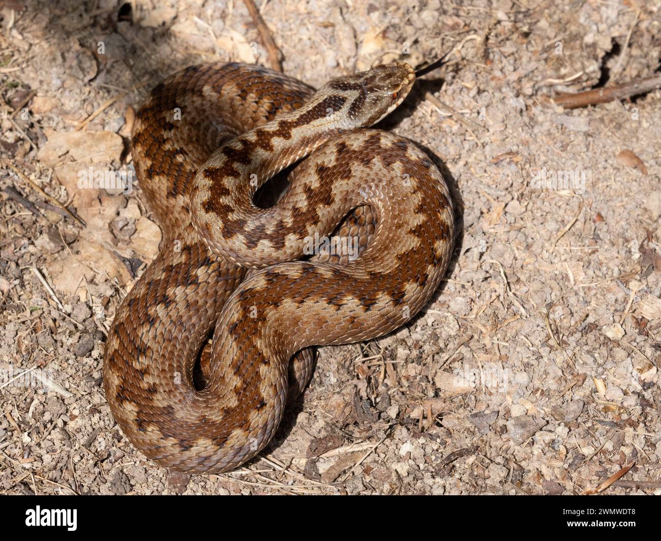 Adder Snake, femmina (Vipera berus) arricciata a terra, Park Corner Heath & Rowland Wood Reserve, East Sussex Foto Stock