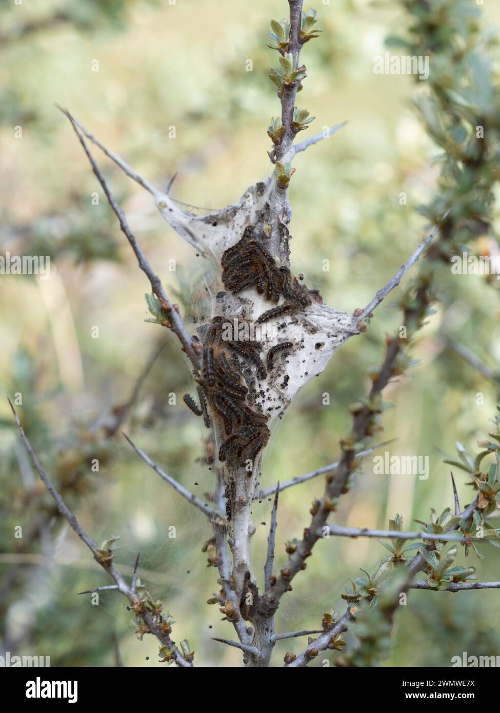 Brown Tailed Moth Caterpillars (Euproctis chrysorrhoea) Group together on web, Sandwich Nature Reserve, Kent UK Foto Stock