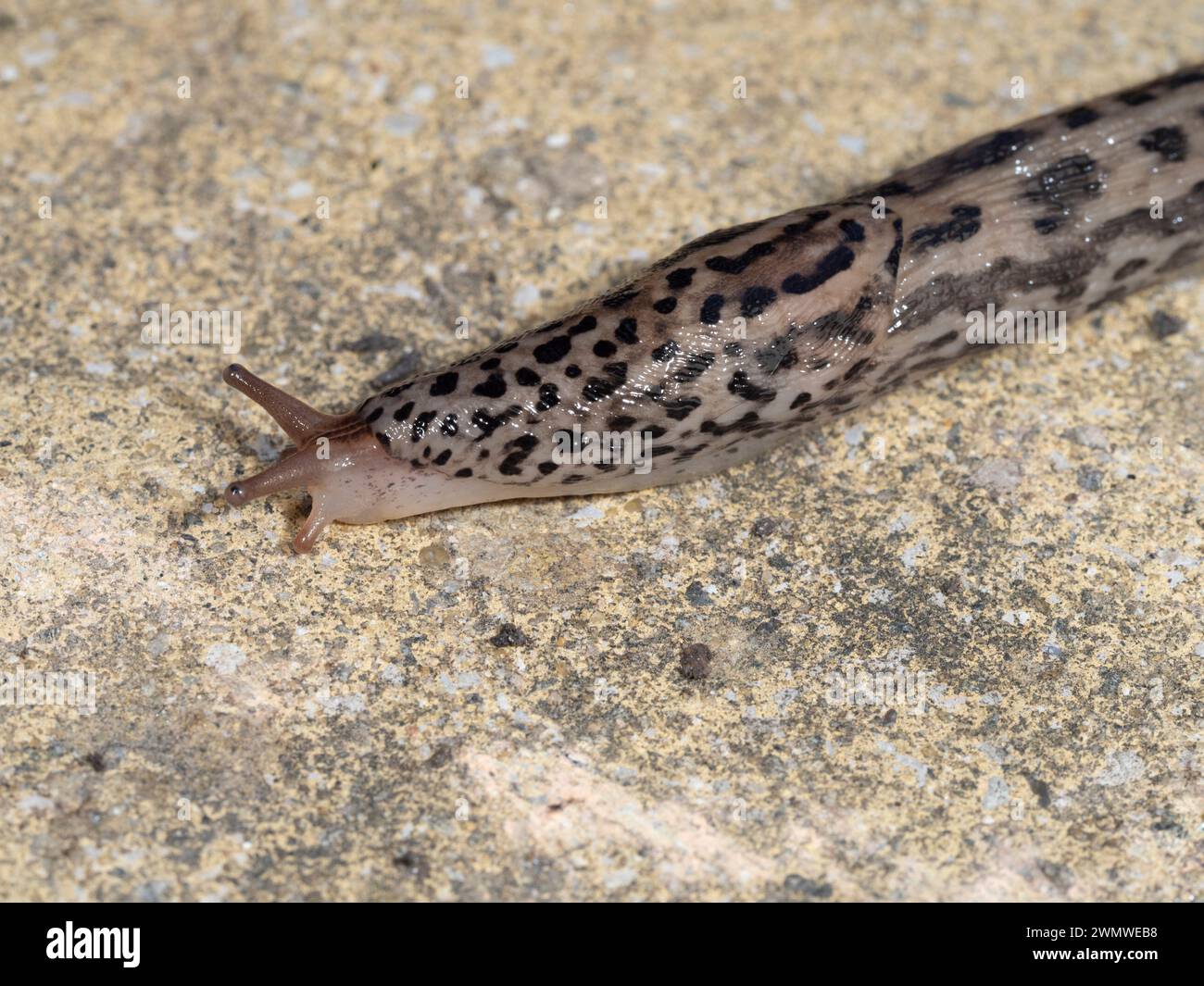 Leopard Slug (Limax maximus) sul patio in giardino, Ramsgate, Kent Regno Unito Foto Stock