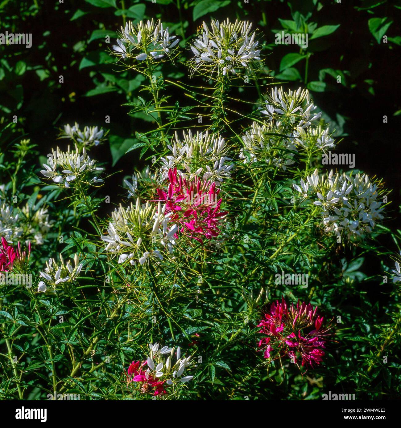 Fiori di ragno Cleome spinosa "Helen Campbell" e "Cherry Queen" bianchi e rosa intenso che crescono nel giardino inglese, Inghilterra, Regno Unito Foto Stock