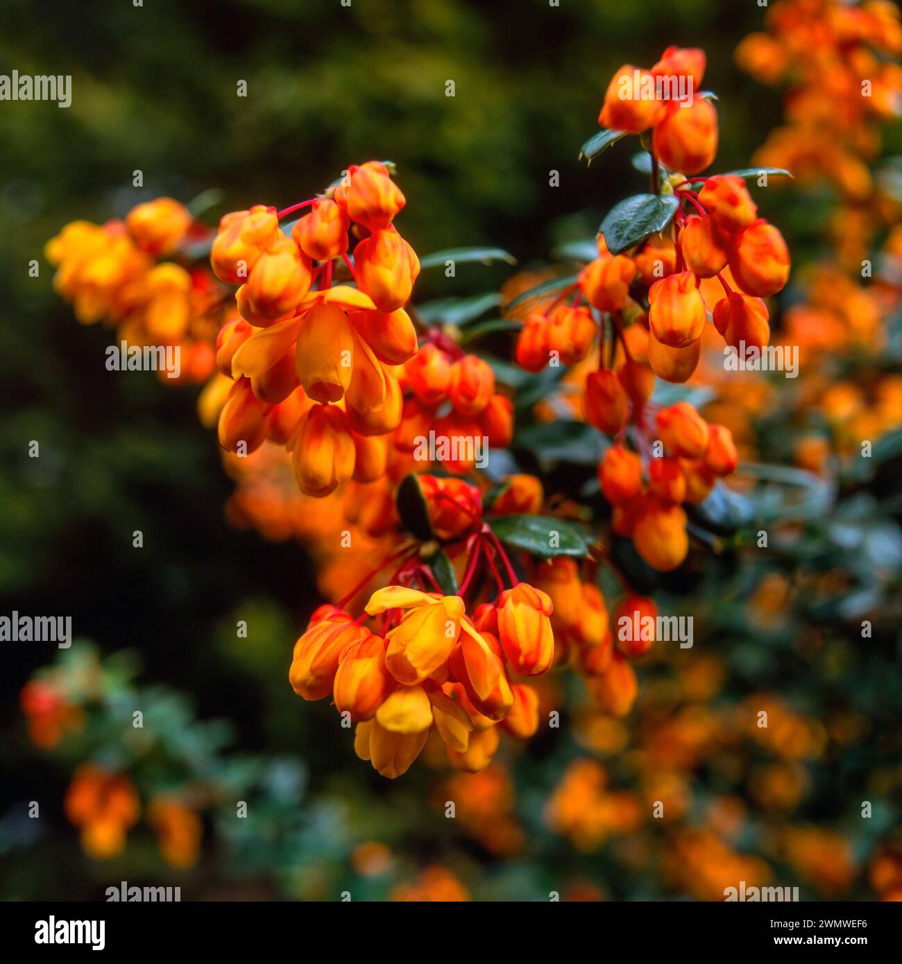 Primo piano di Berberis x lologensis/fiori di mirtillo di Lolog, che crescono nel giardino inglese, Inghilterra, Regno Unito Foto Stock
