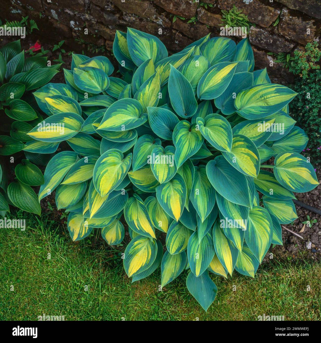 Un perfetto esemplare di Hosta 'June' variegato verde e giallo / Hosta (gruppo Tardiana) 'June' / giglio pianeggiante 'June' che cresce al confine con il giardino inglese. Foto Stock