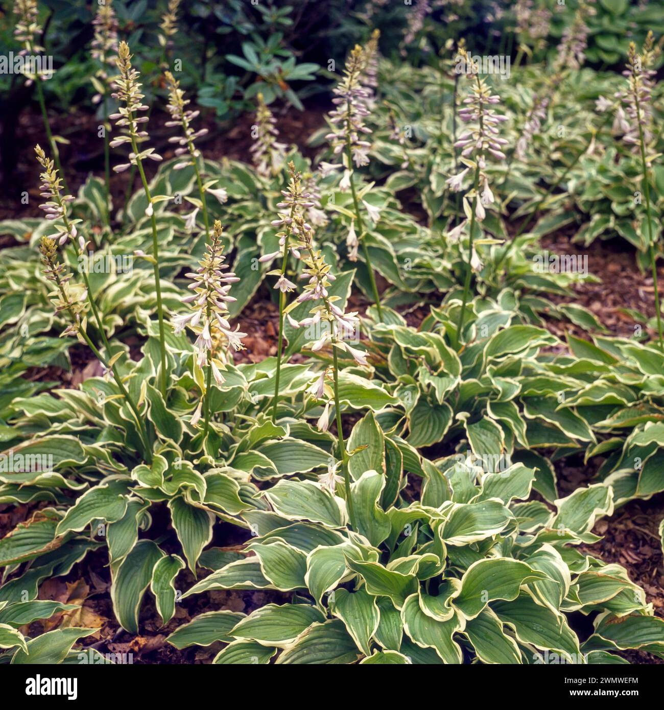 Garden Border pieno di piante di Hosta fiorite, crispula di Hosta / giglio di piante curve che crescono nel giardino inglese, Inghilterra, Regno Unito Foto Stock