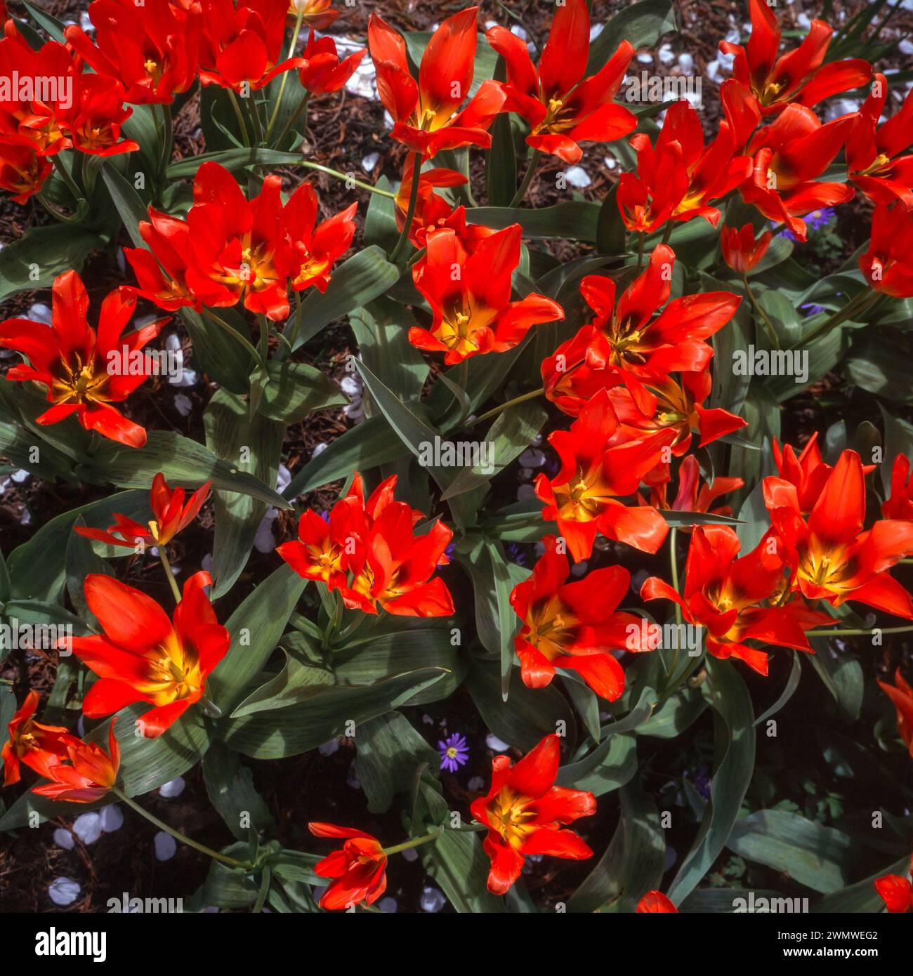 Fiori di tulipano "Shakespeare" rosso brillante che crescono in Inghilterra ad aprile, Regno Unito Foto Stock