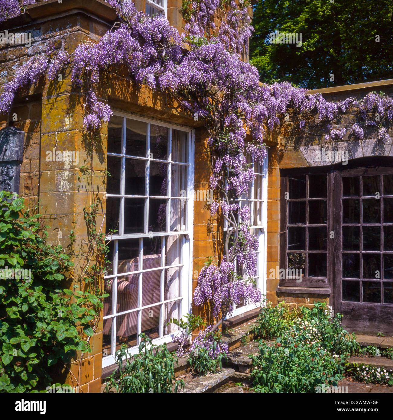 Wisteria in piena fioritura che sale sopra vecchie finestre dipinte di bianco della vecchia Coton Manor House, Northamptonshire. Inghilterra, Regno Unito Foto Stock