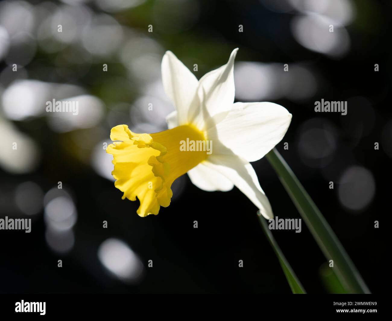 Wild Daffodil Flower (Narcissus pseudonarcissus) Wisley Gardens, Surrey Regno Unito Foto Stock