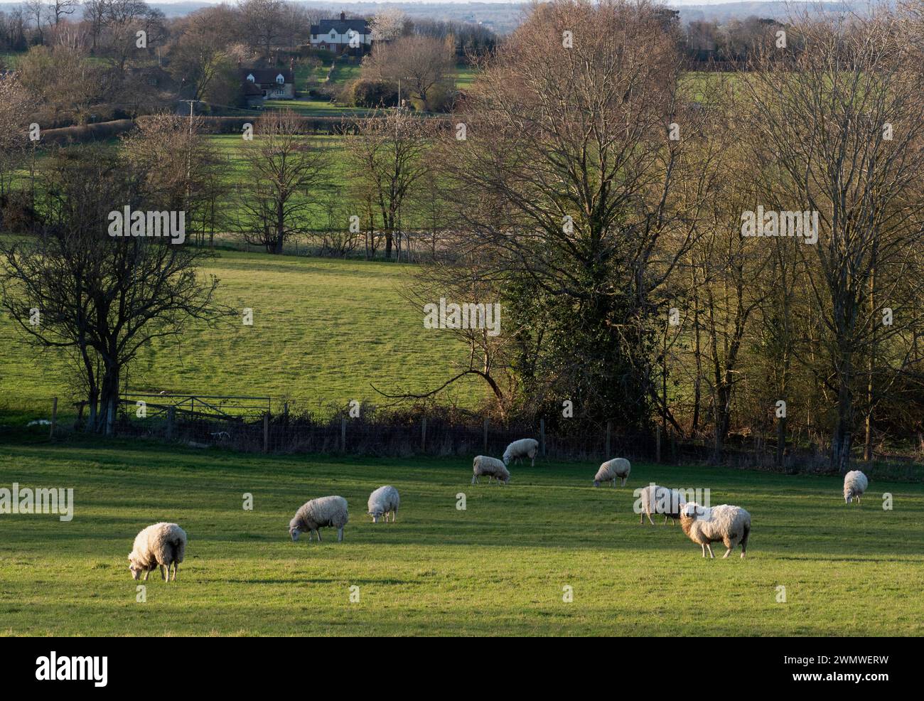 Terreni agricoli e pecore nel campo, vicino a Milton Common, Thame, Oxford Foto Stock